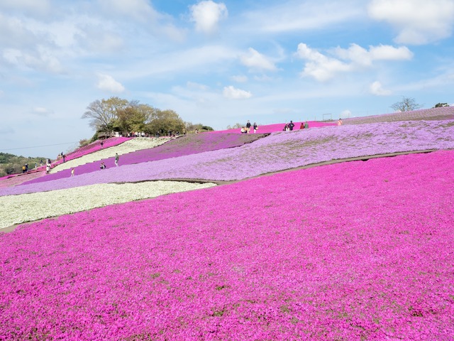 東京ドイツ村|芝桜20150412-1