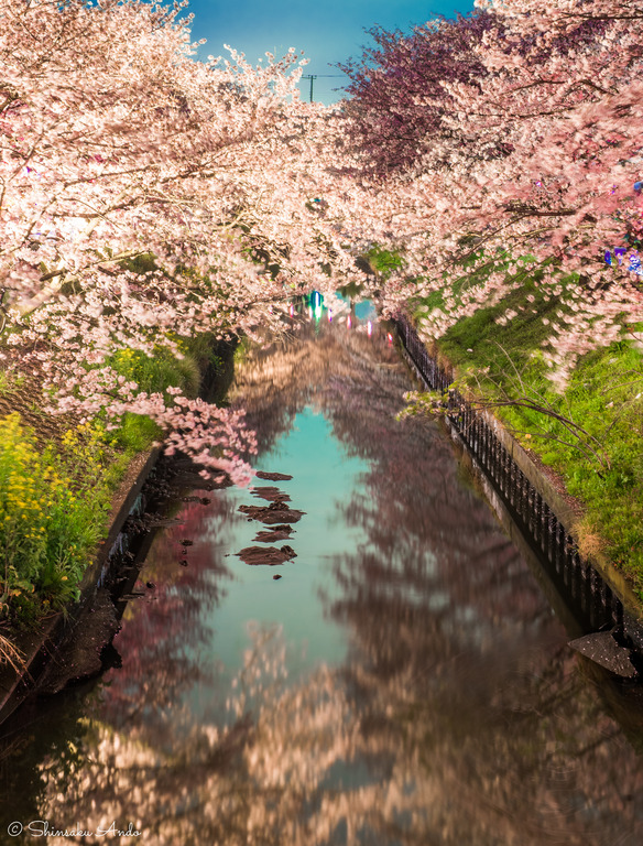 海老川の夜桜でお花見2017-4