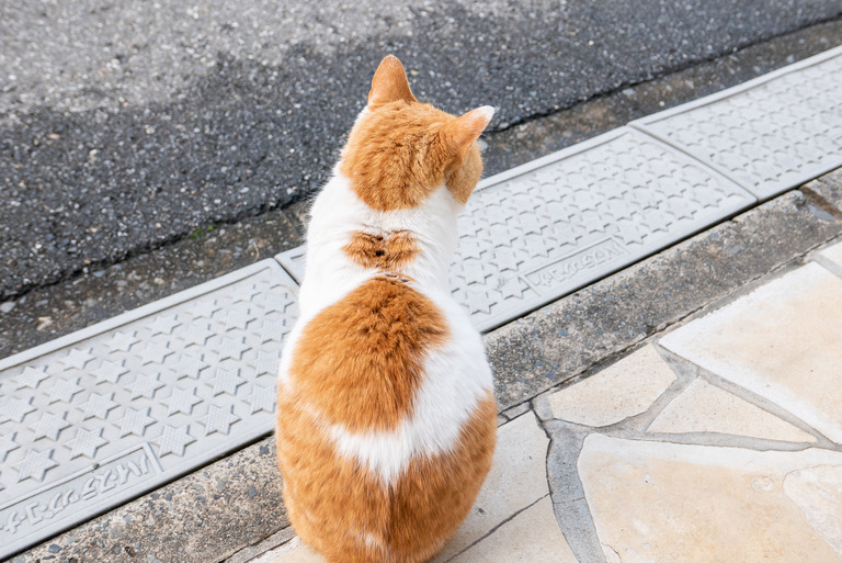 近所の猫_1