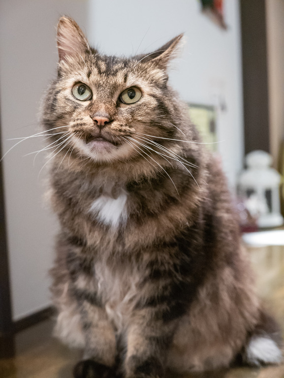 高根公団_猫かふぇ_和風猫本舗_9