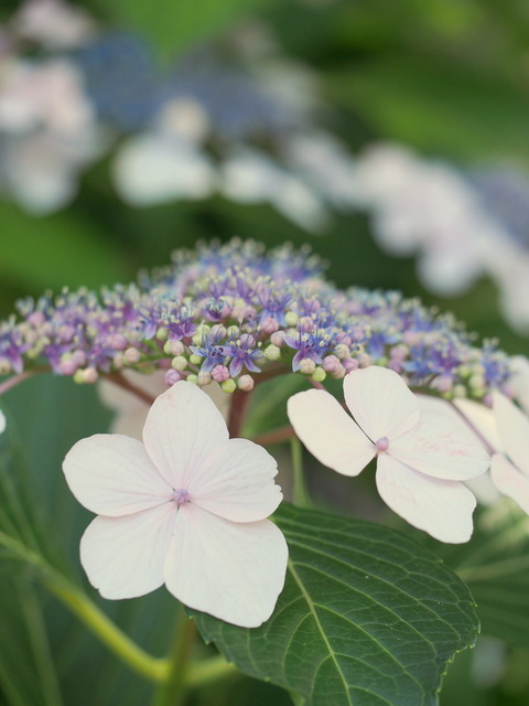 近所の紫陽花⑤