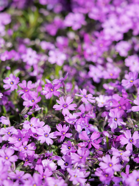 東京ドイツ村|芝桜20150412-7