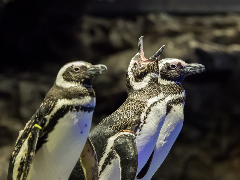 すみだ水族館20150530-3