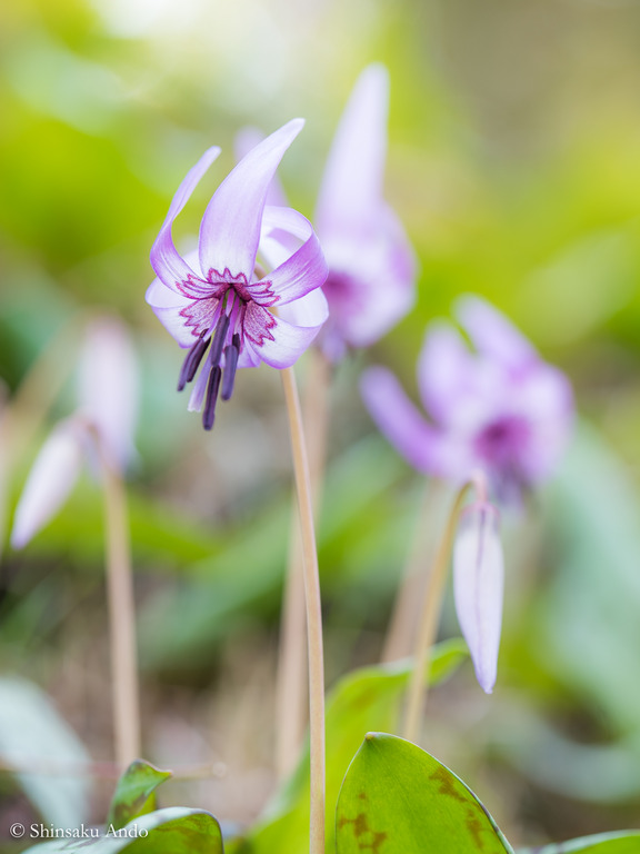 柏・逆井のカタクリの花20180324_25_11