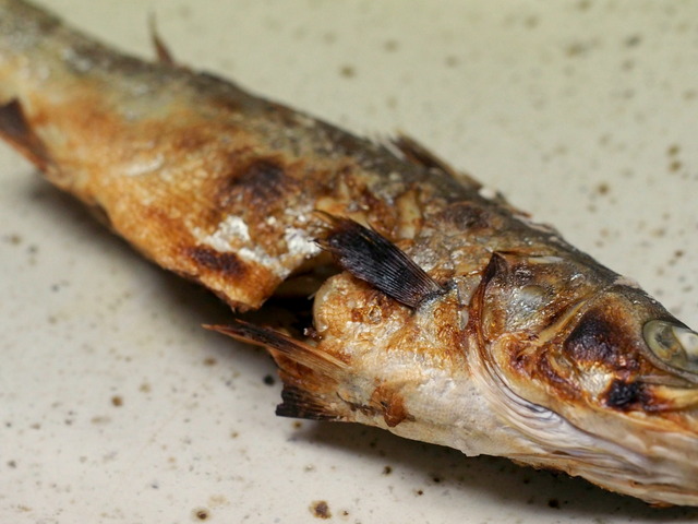 セイゴの塩焼き