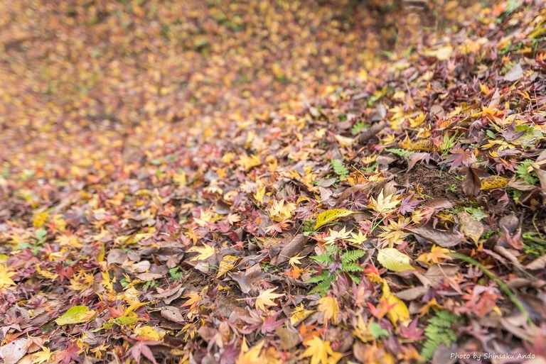 佐倉市城下町あるき-5(佐倉城址公園の紅葉)