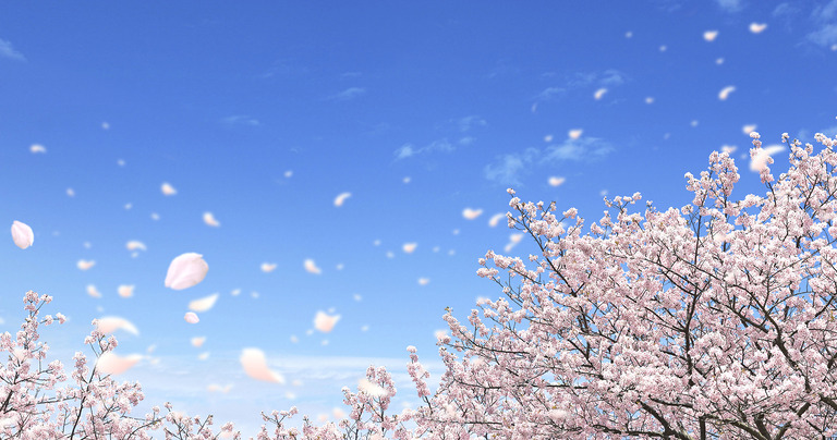 桜2