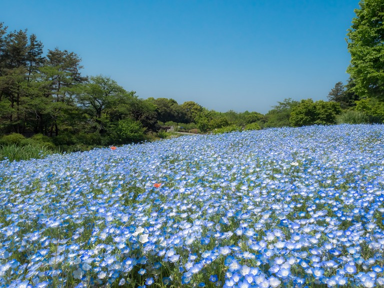 昭和記念公園のネモフィラ20150502-2