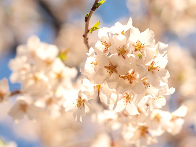 東福寺の枝垂れ桜20140331③