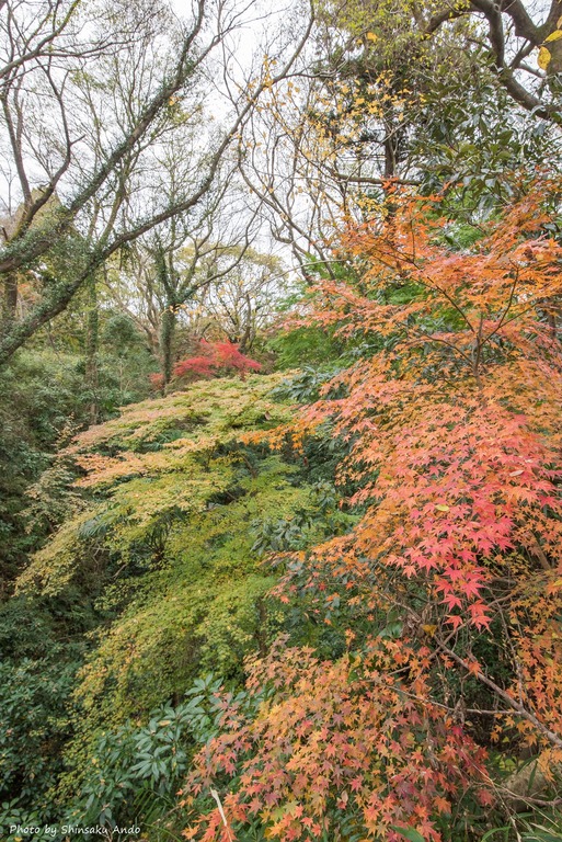 佐倉市城下町あるき-7(佐倉城址公園の紅葉)