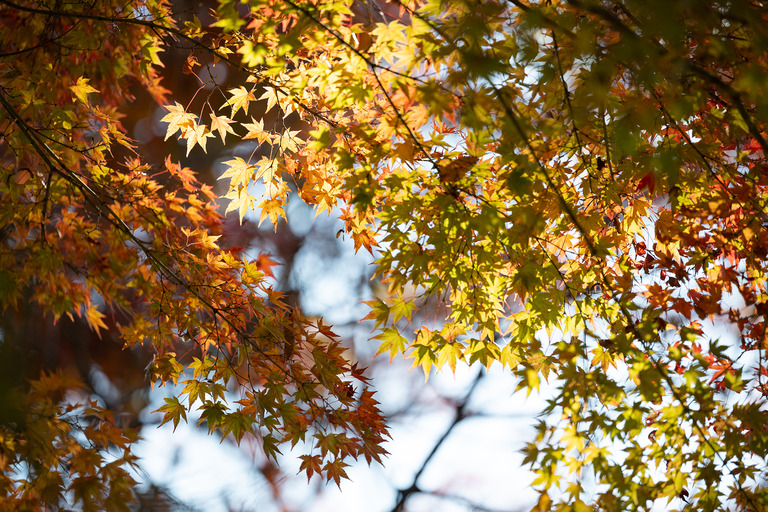 紅葉の高尾山2024年11月25日_13
