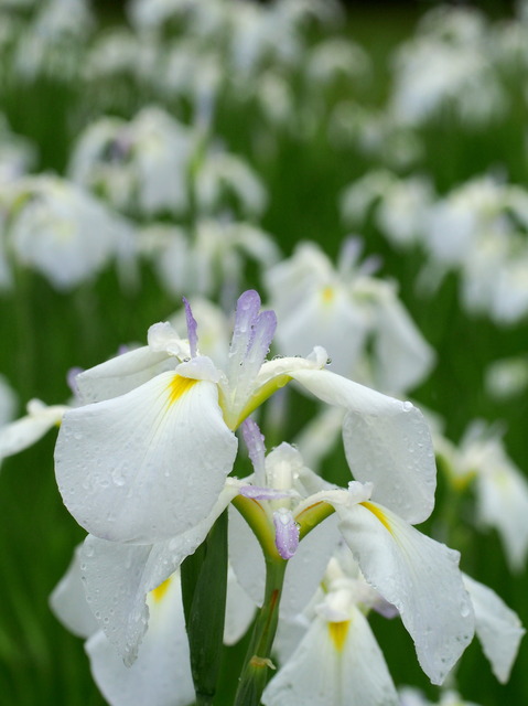 菖蒲の花(白)