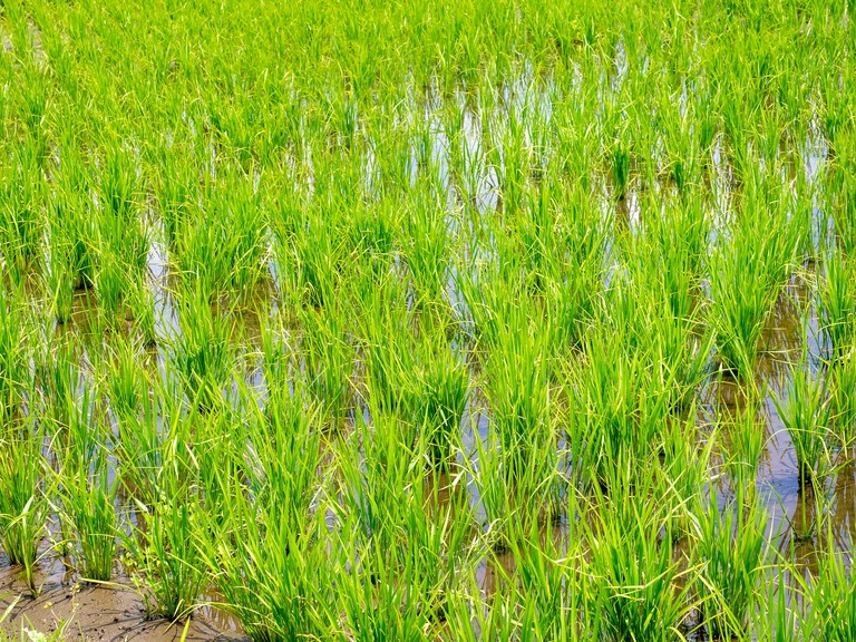 山田農場の一年・六月(近所の田んぼ)