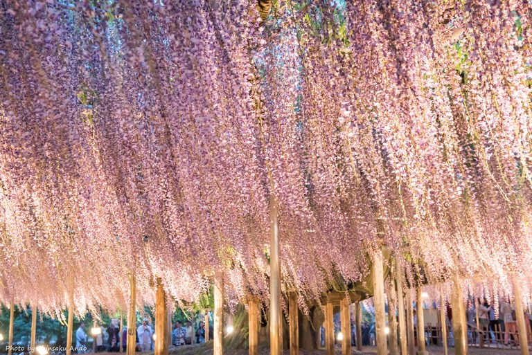 あしかがフラワーパーク2016年5月3日-10（大藤）