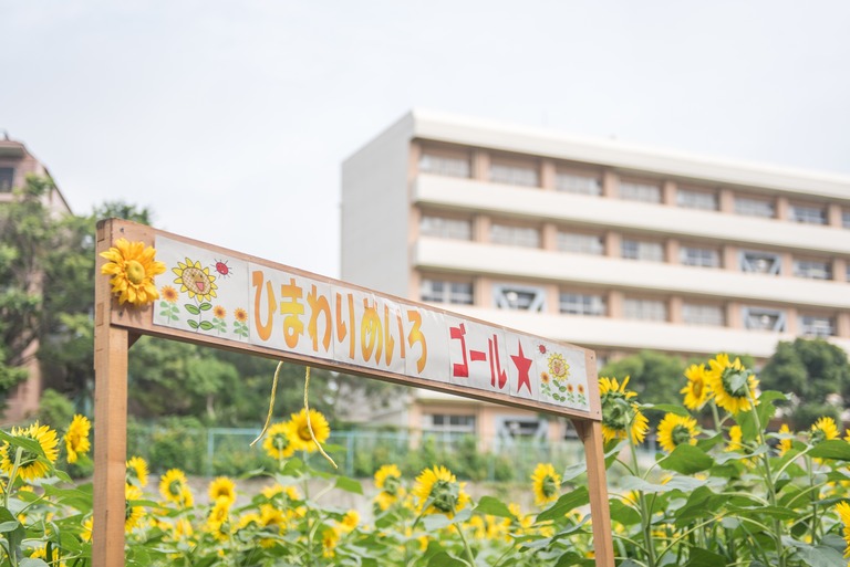 金杉小学校のひまわり畑2016-1