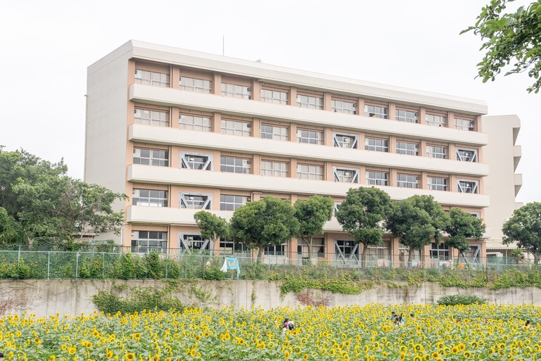 金杉小学校のひまわり畑2016-4