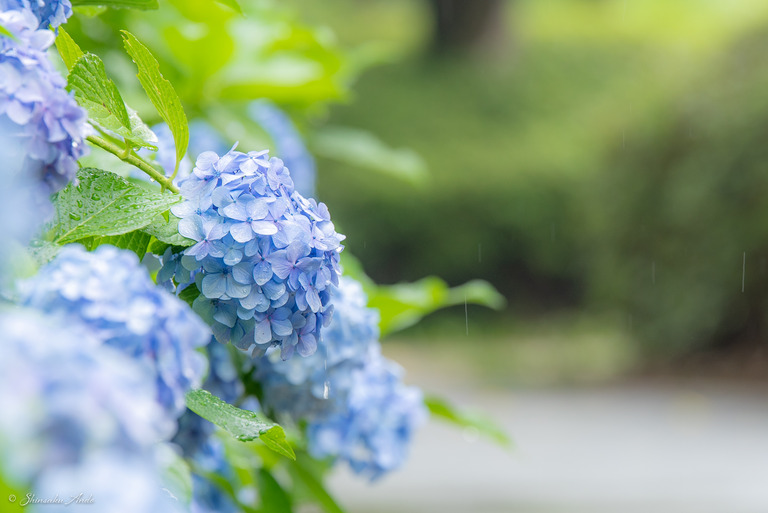 習志野市_香澄公園の紫陽花_3