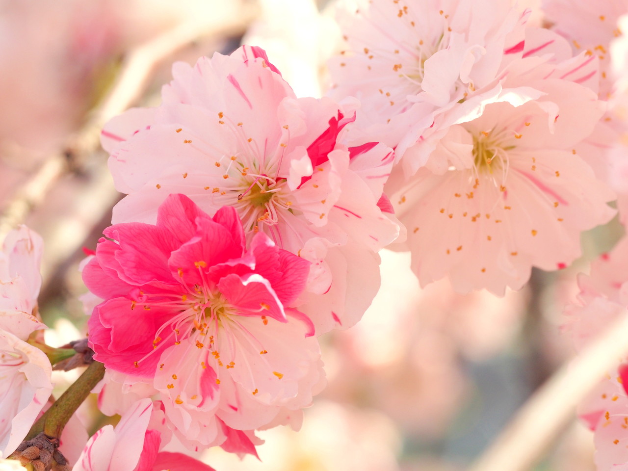 三咲 一本の木に三色の花が咲く不思議な桜 安藤信作の 船橋から 小さいけれどいいものを