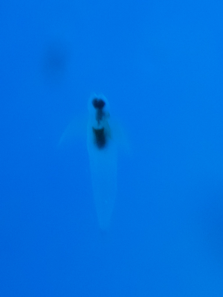 しながわ水族館|クリオネ1