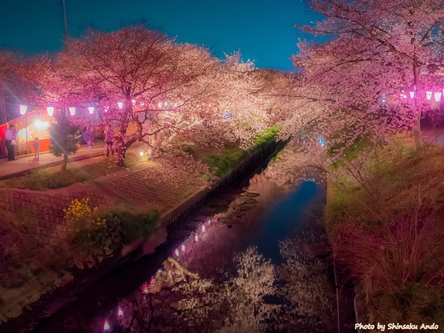 海老川の夜桜20150330-2