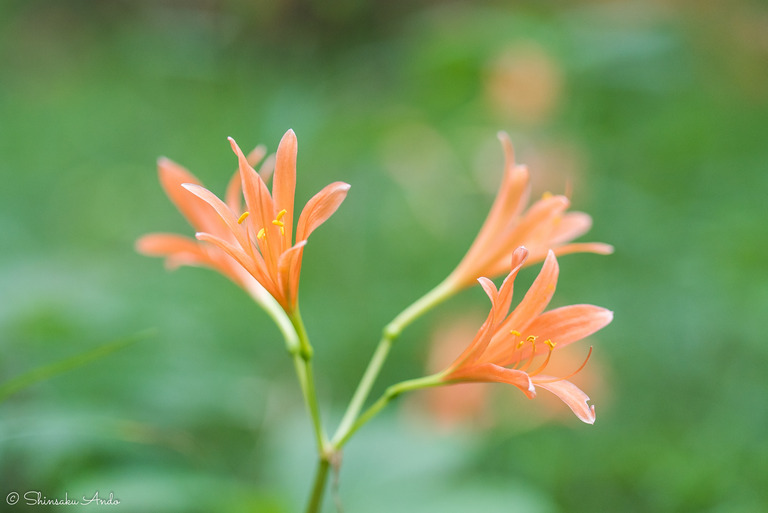 泉自然公園|キツネノカミソリ-10