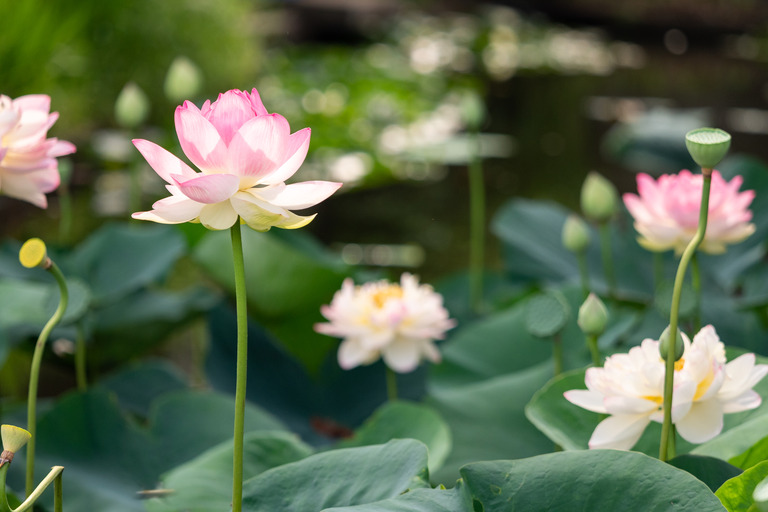 中山法華経寺_龍王池の蓮の花_3