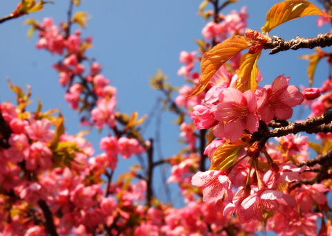 海老川の彼岸桜