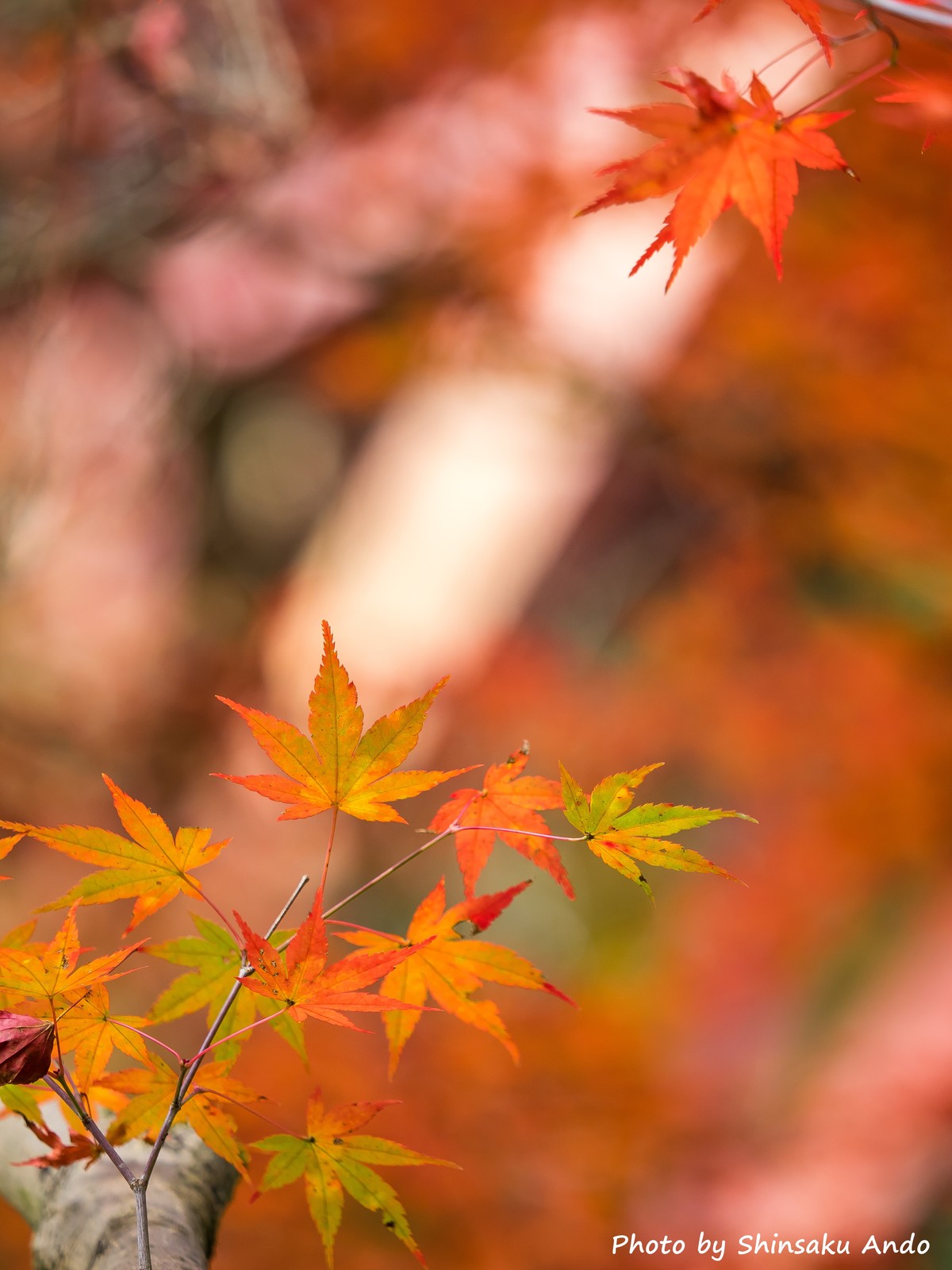 奥多摩の紅葉15 その２ 白丸 氷川渓谷 愛宕山 安藤信作の 船橋から 小さいけれどいいものを