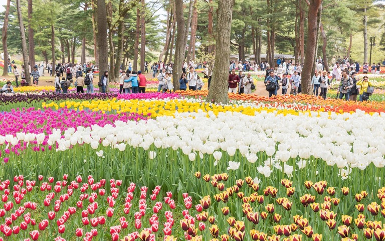 国営ひたち海浜公園のチューリップ2016年4月22日-10