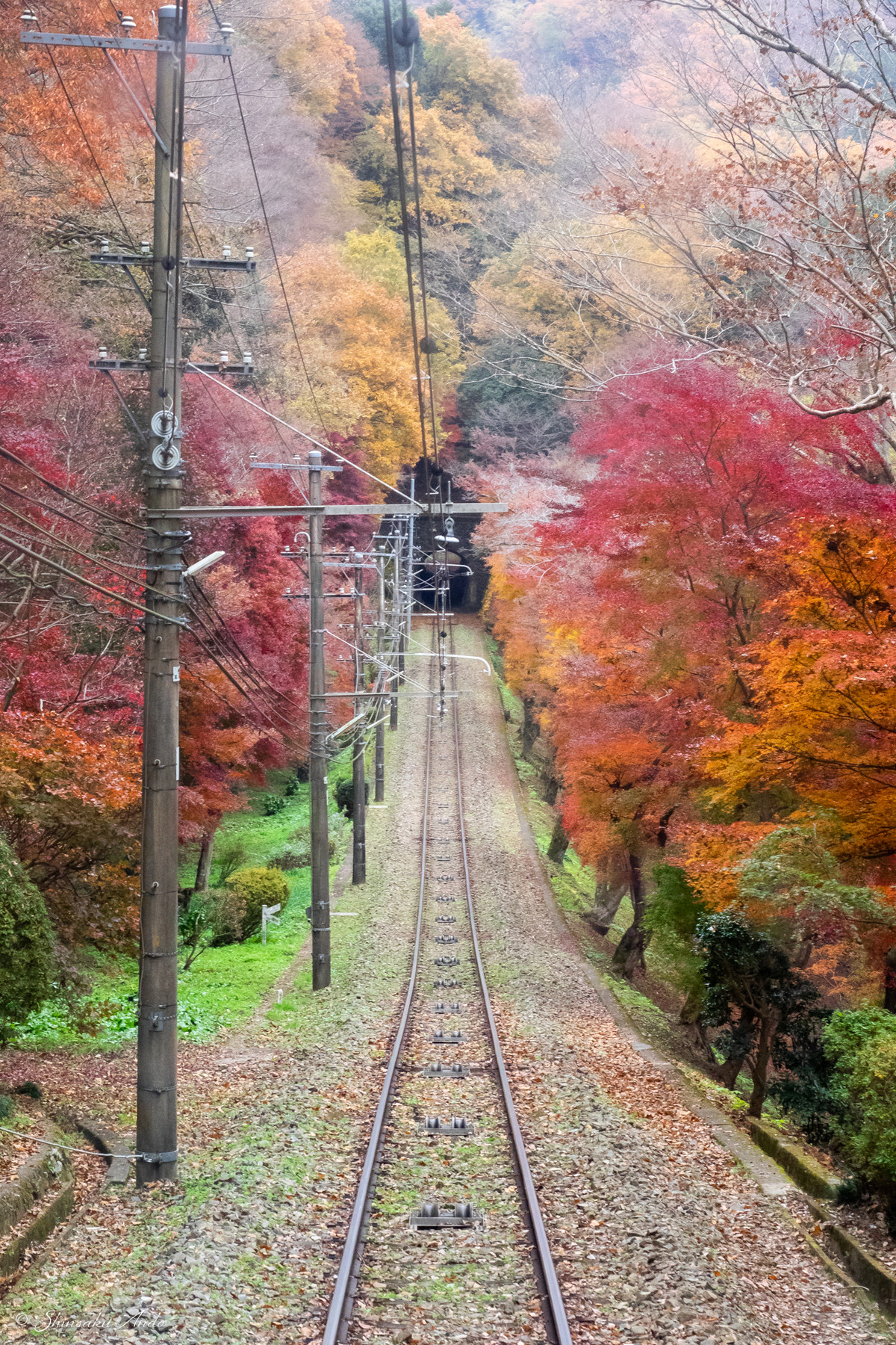 ケーブルカーの車窓から見る高尾山の紅葉 安藤信作の 船橋から 小さいけれどいいものを