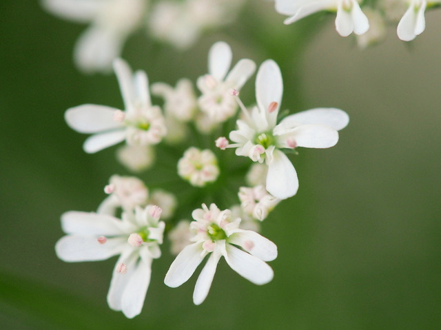 パクチーの花・5月20日