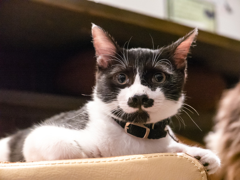 高根公団_猫かふぇ_和風猫本舗_7