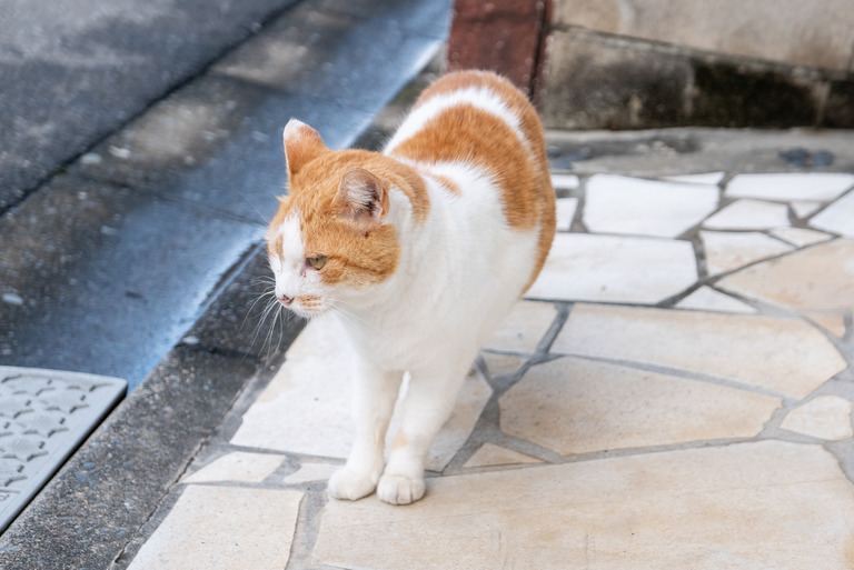 近所の猫_2