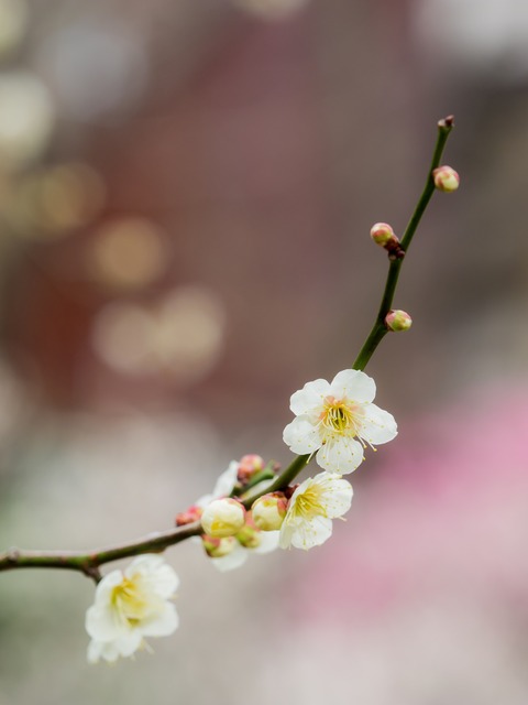 習志野市梅林園-5
