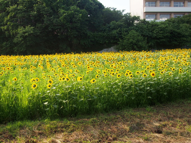 金杉小学校南のヒマワリ20140702-4