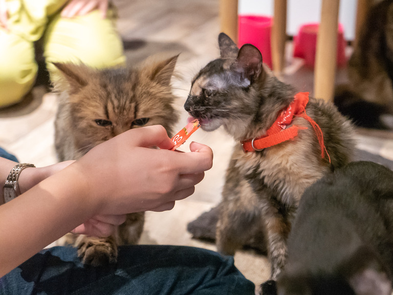 高根公団_猫かふぇ_和風猫本舗_3