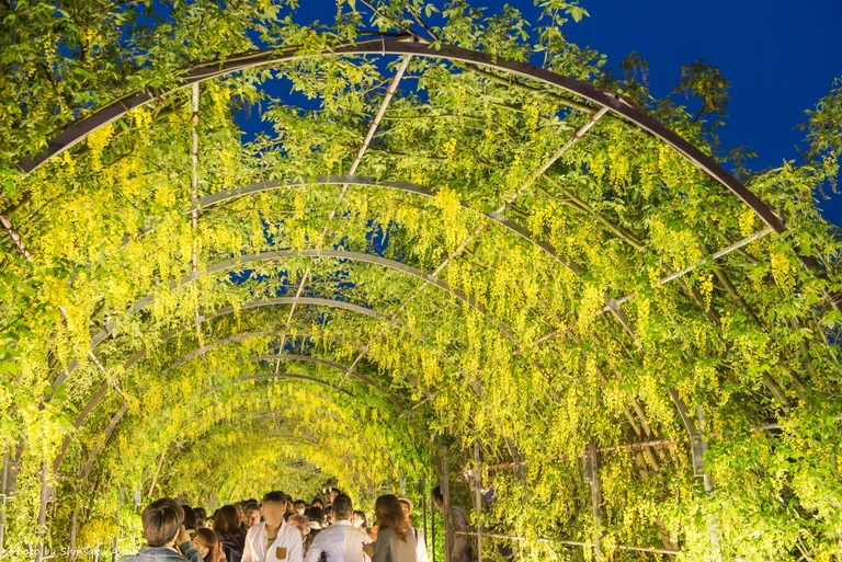 あしかがフラワーパーク2016年5月3日-13(きばな藤のトンネル)