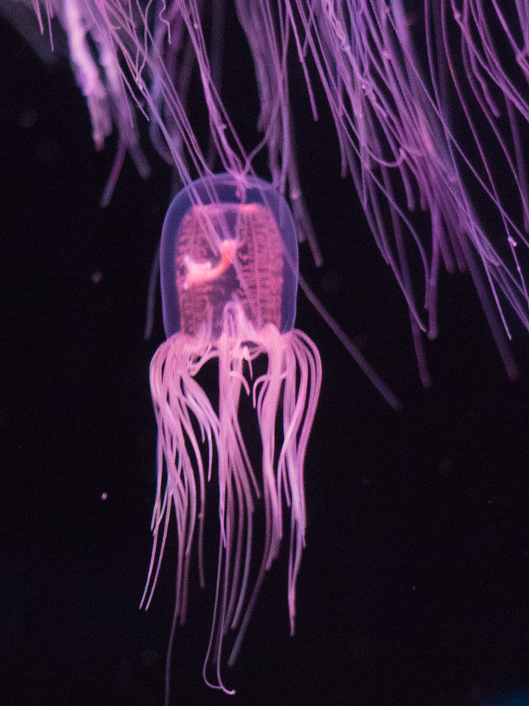 しながわ水族館|カミクラゲ3