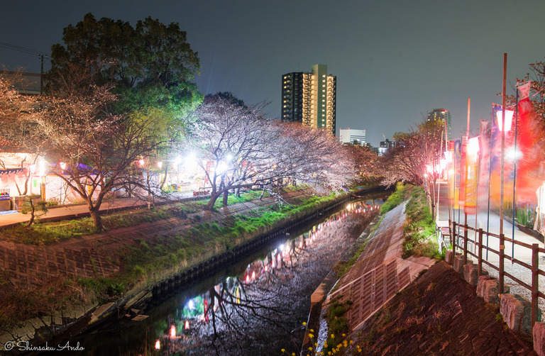 海老川の夜桜でお花見2017-3