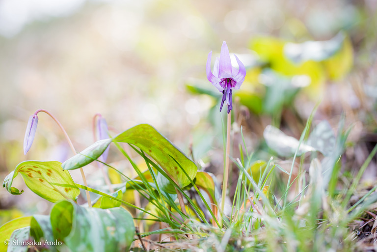 柏・逆井のカタクリの花20180324_25_10