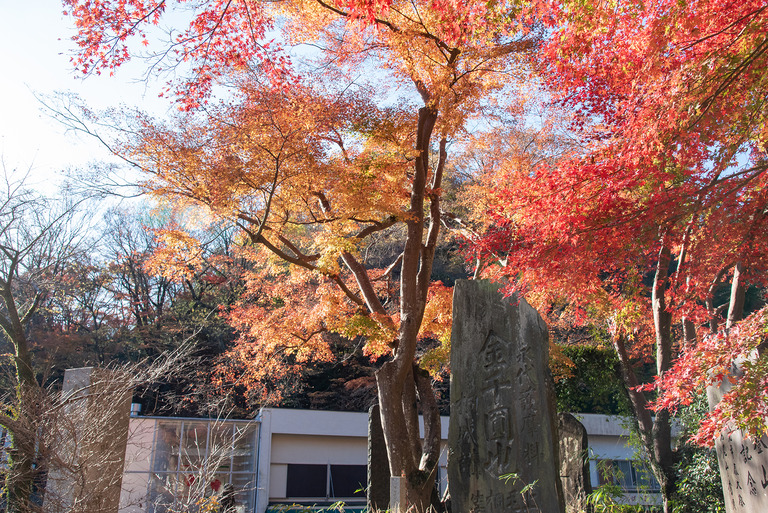 高尾山紅葉ハイキング2020_4