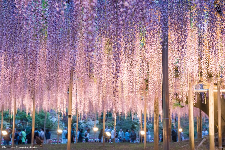 あしかがフラワーパーク2016年5月3日-6(大藤)