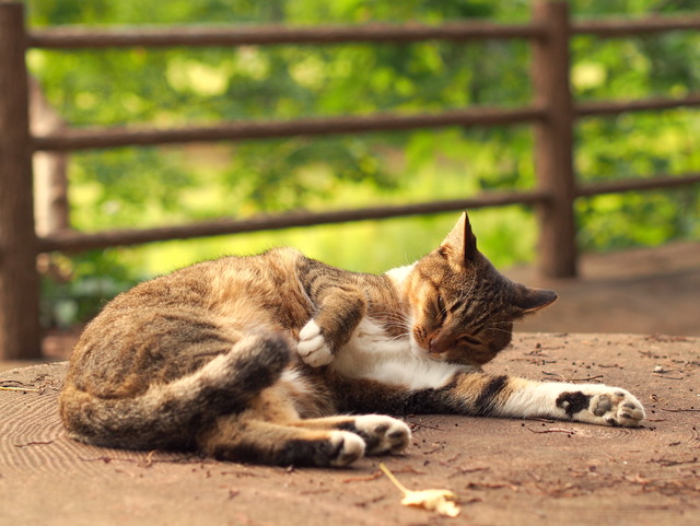 ねこ20141004-2