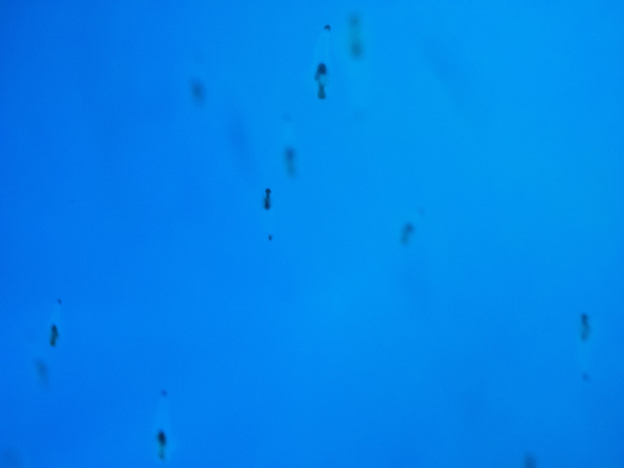 しながわ水族館|クリオネ2