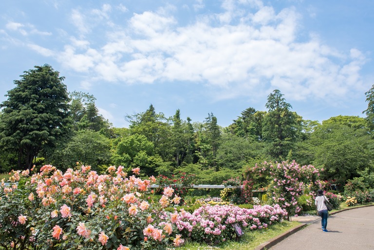 市川市・里見公園のバラ20160514-6