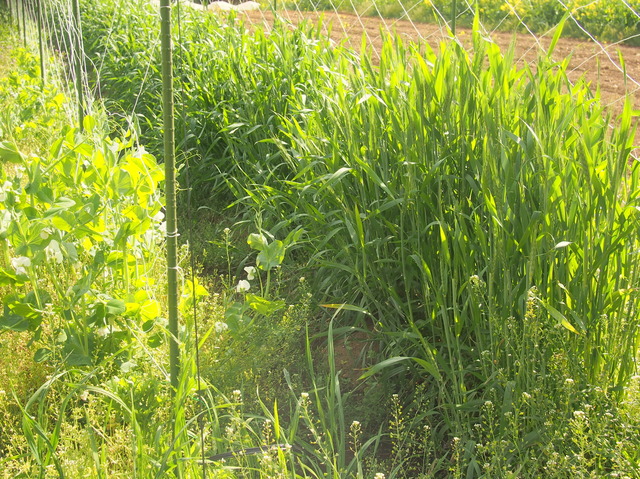 麦を植えて害虫ブロック