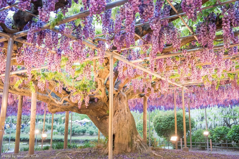あしかがフラワーパーク2016年5月3日-3(八重藤)