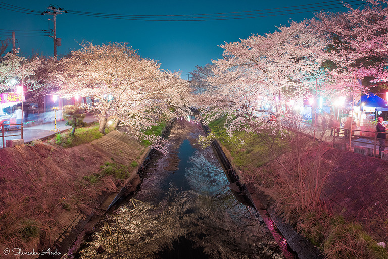 海老川の夜桜20180328_2