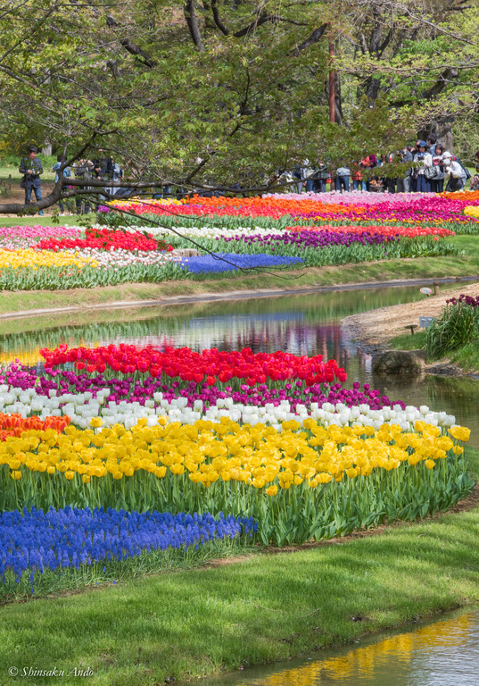 昭和記念公園_渓流広場のチューリップ2018_13