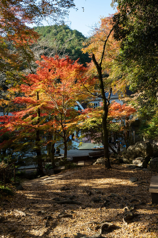 紅葉の高尾山2024年11月25日_4